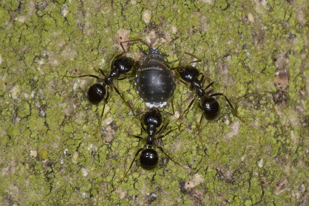 Tetraneura cfr nigriabdominalis